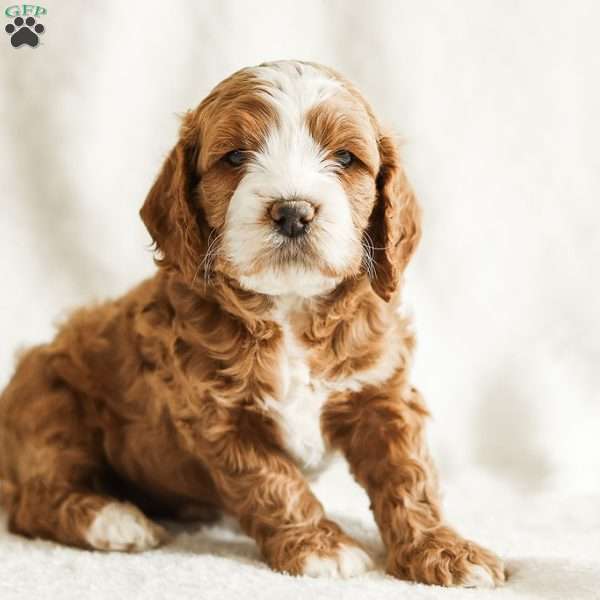 Daisy, Cockapoo Puppy